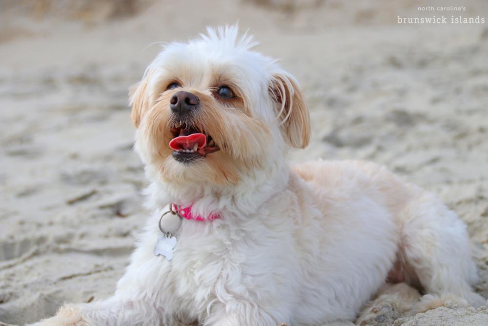 Dog_Oak Island