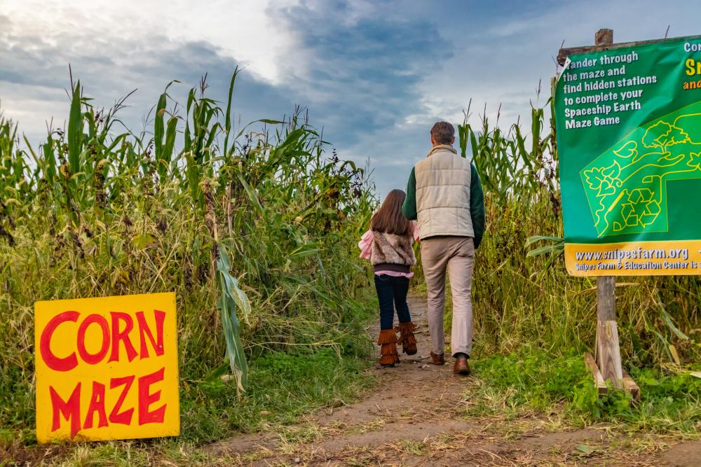 Snipes Farm corn maze