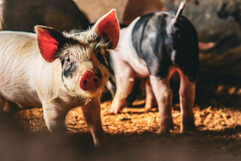 Two cute piglets at the farm