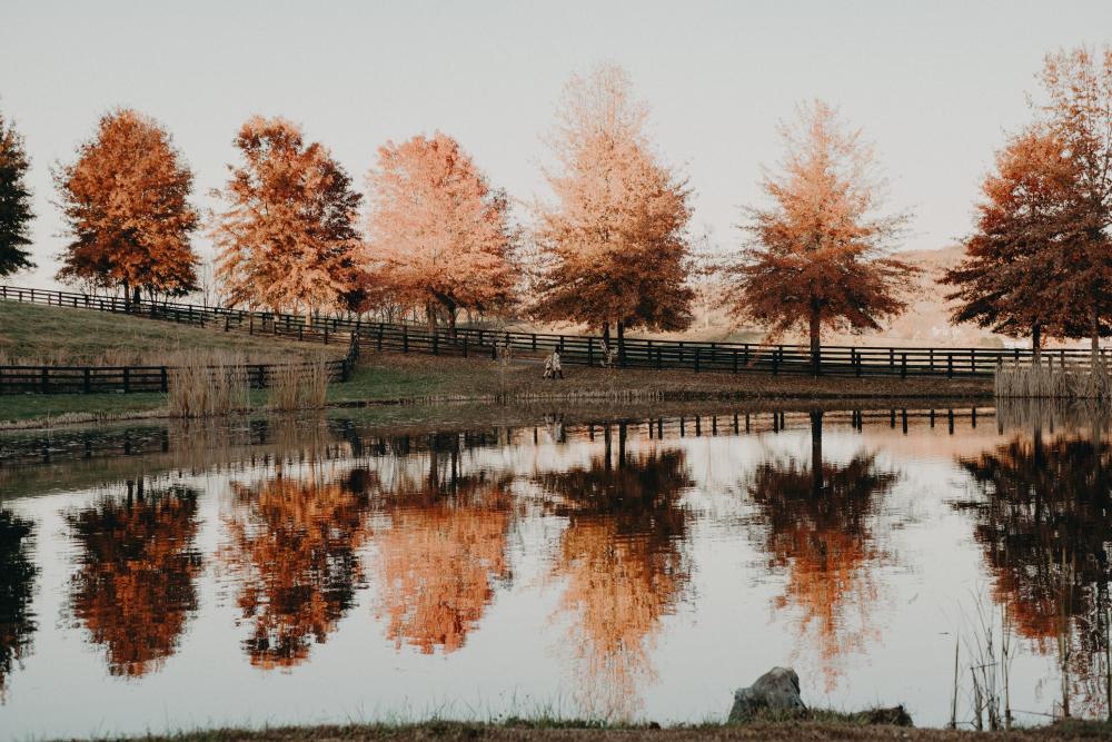 Fall foliage by Meredith Frye