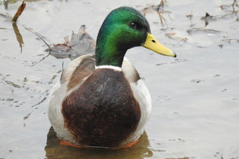 Mallard Duck