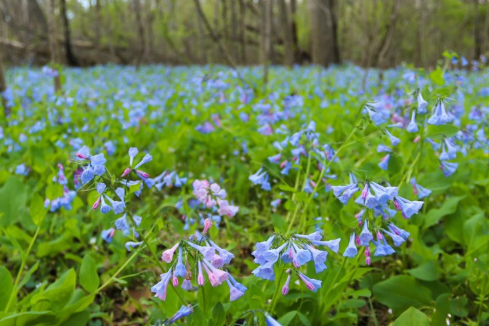 Bluebells (Free Stock via Canva)