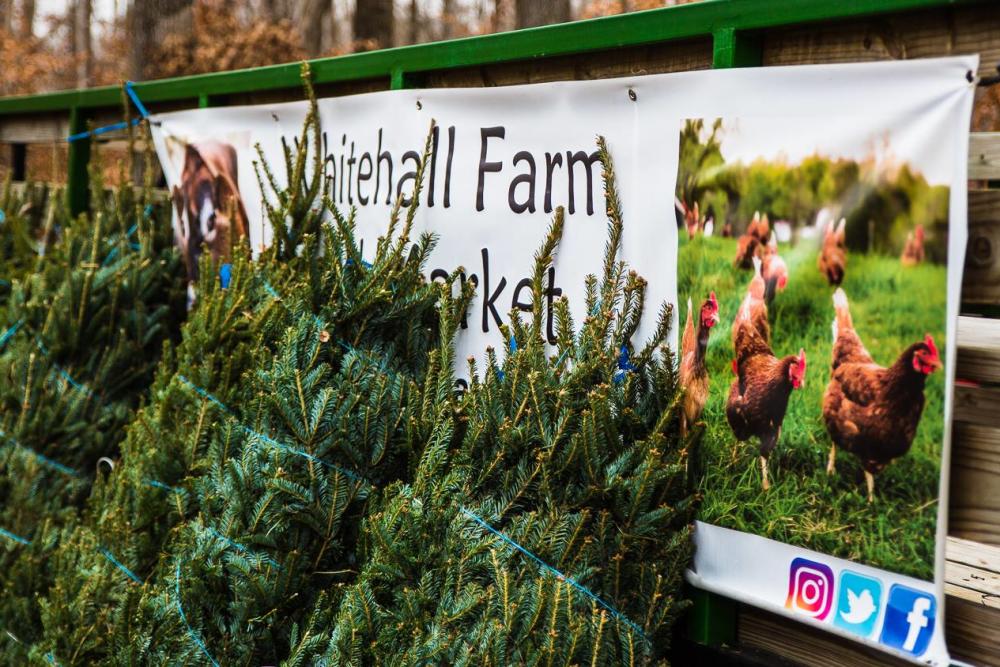 Christmas Tree Farms in Northern Virginia Visit Fairfax