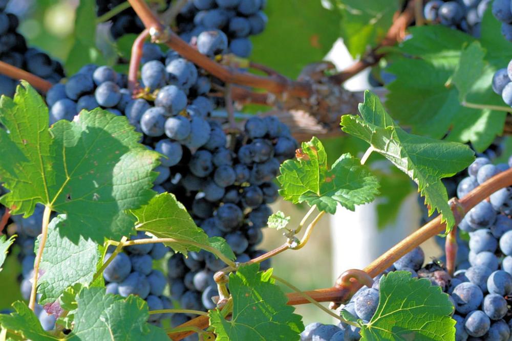 Virginia Wine Country