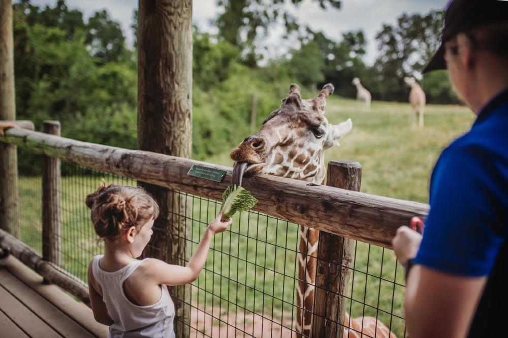 Fort Wayne Children's Zoo - Giraffe Encounter in Fort Wayne, Indiana