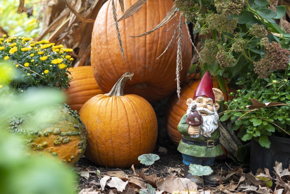 Garden gnome hiding with pumpkins at the Botanical Conservatory's Punkin Path exhibit