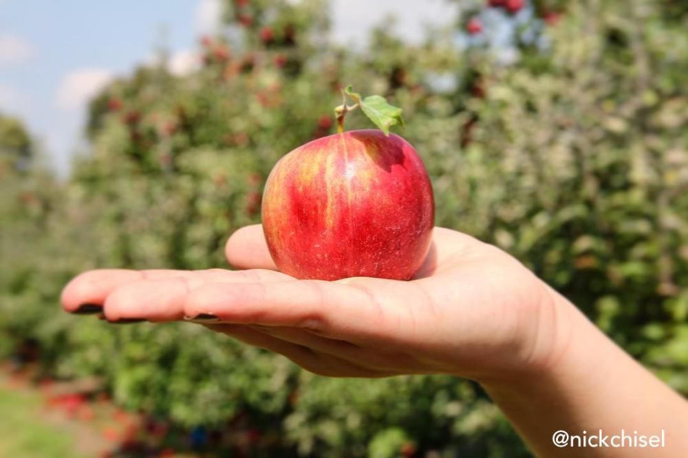 Hand holding an apple at an apple orchard in Fort Wayne