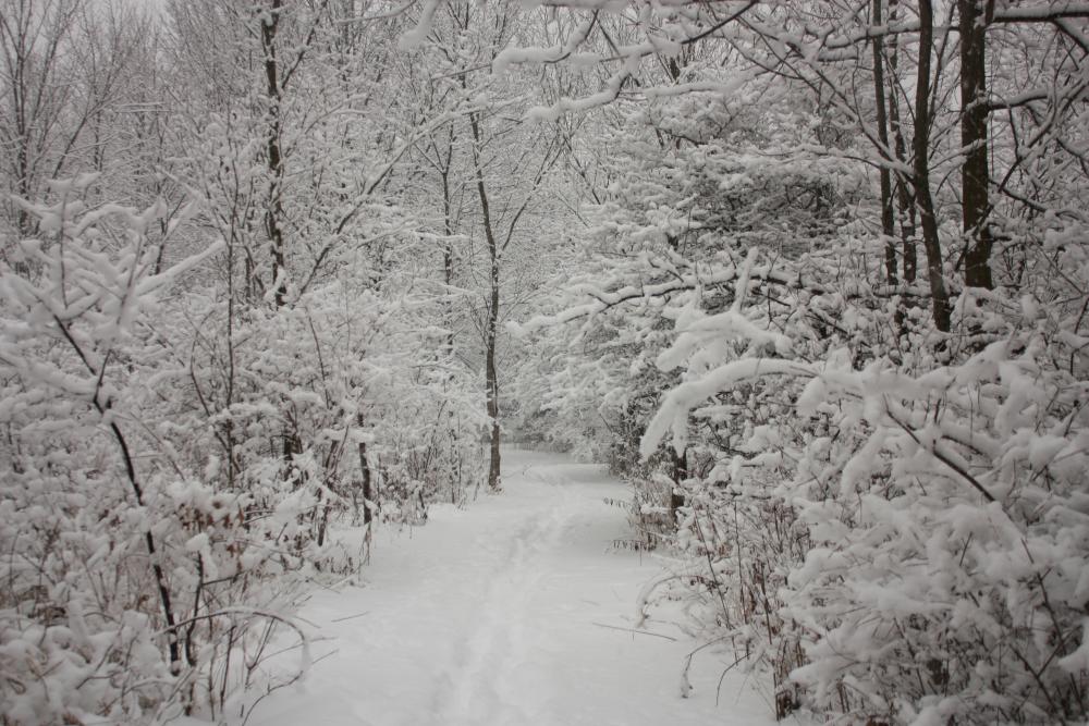 Mengerson Nature Preserve in Fort Wayne