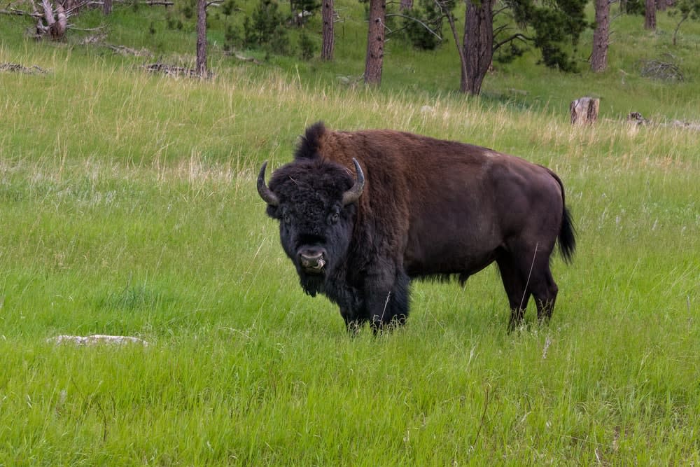 Wilstem bison