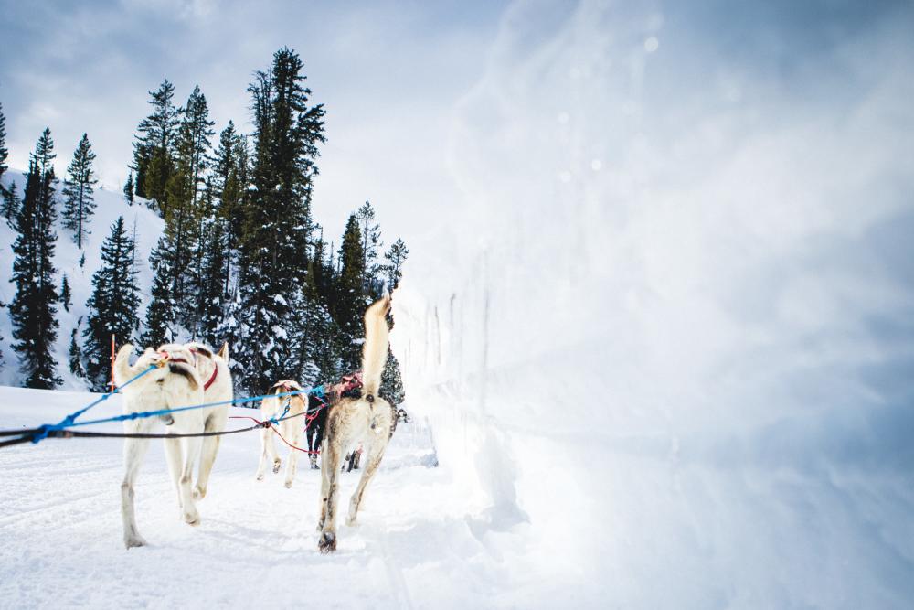 dog sledding