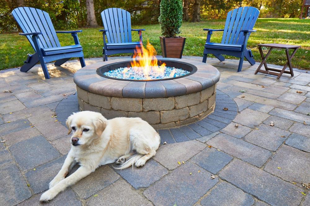 Dog around a fire pit.