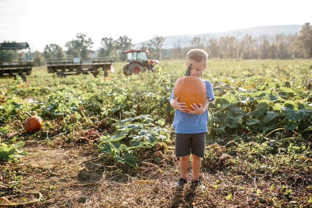 Boy in a blue shirt holding a freshly picked pumpkin at Great Country Farms with a tractor in the background