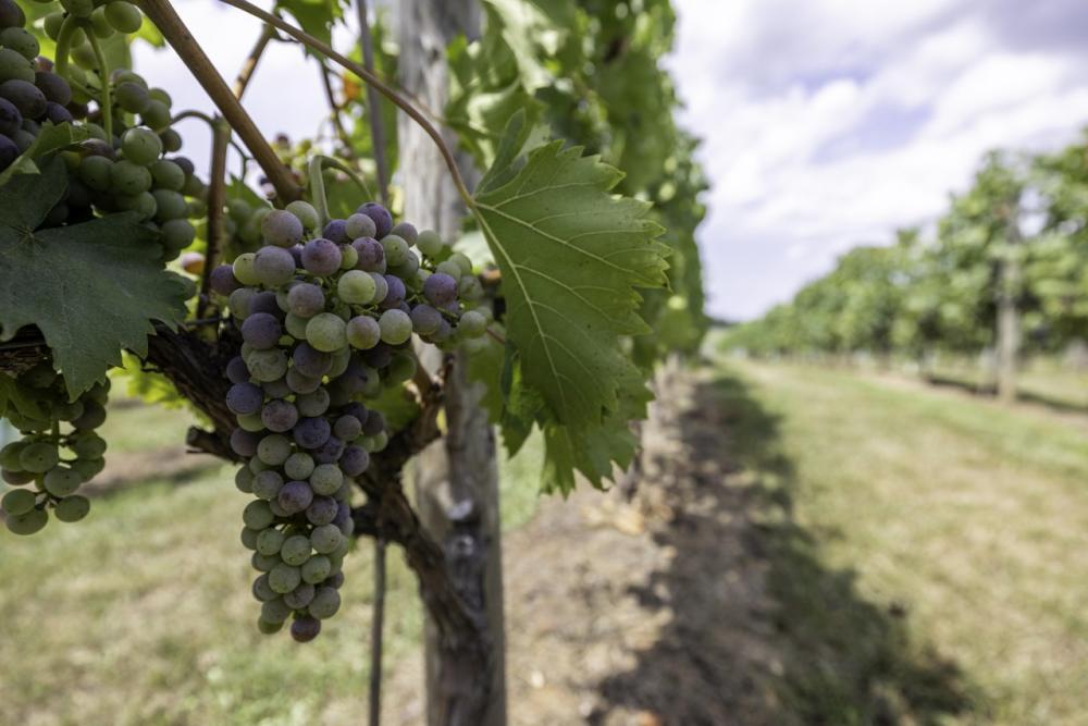 Clusters of grapes growing on the vine at a Loudoun County winery