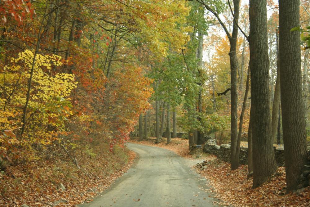 Fall-colored trees lining a road in Virginia