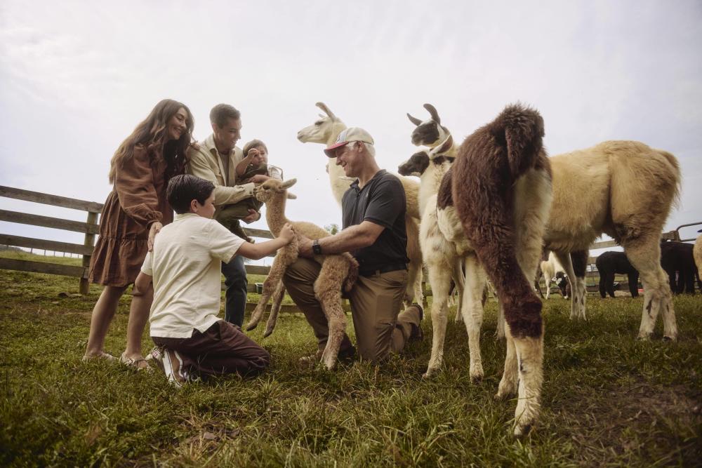 Visitors meeting alpacas at a Loudoun County farm during the Spring Farm Tour