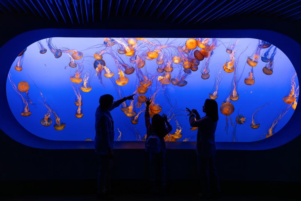 Monterey Bay Aquarium Jellyfish