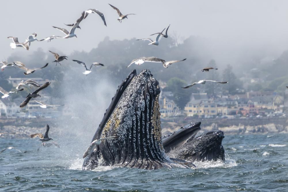 Humpback Whale Feeding by DouglasCroft