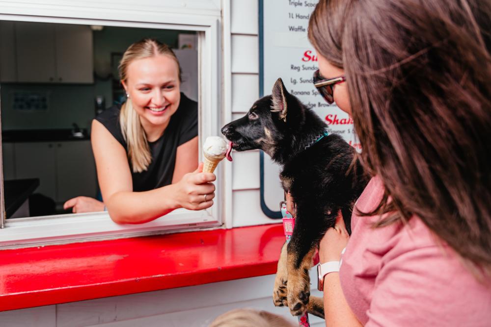 dog licking an ice cream cone