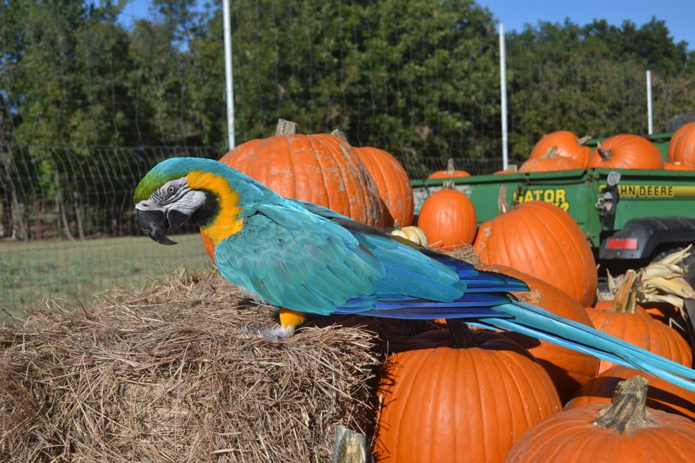 A blue and yellow macaw bird at the Pumpkin Patch at Lost Creek Safari