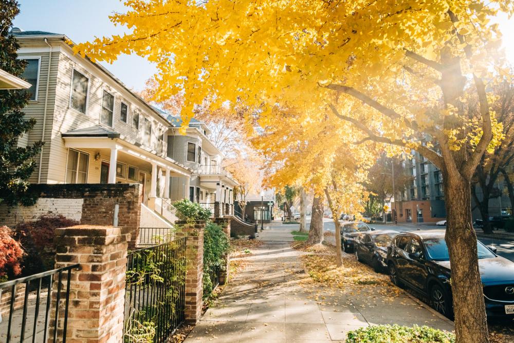 Fall leaves in Midtown Sacramento