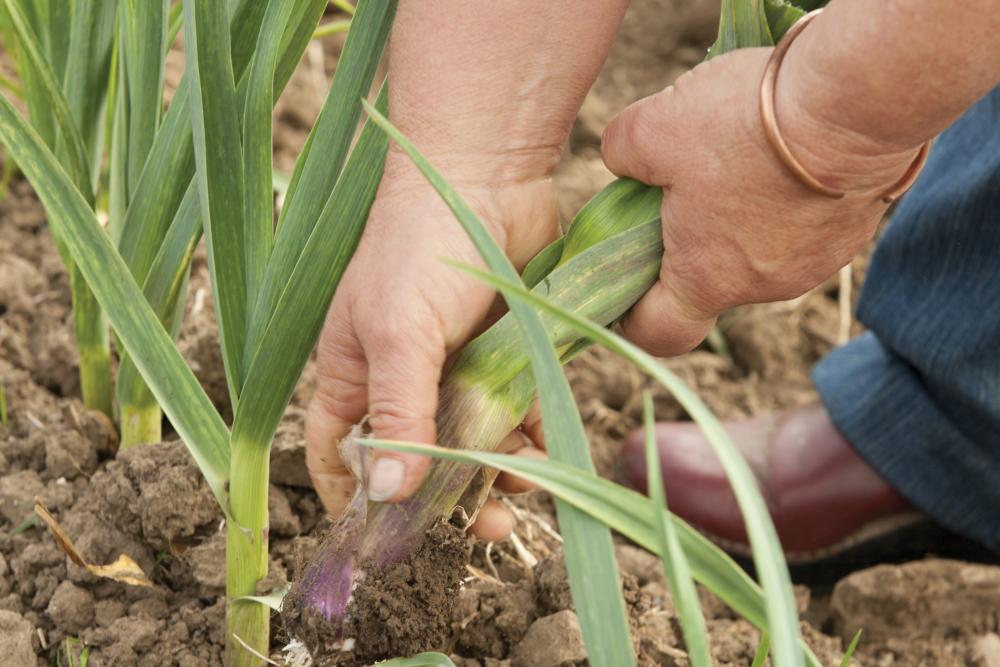 hands pulling crops from farmland soil