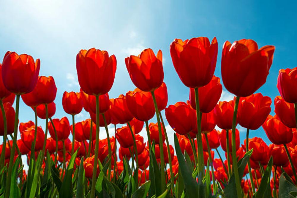 Tulip Stock Photo