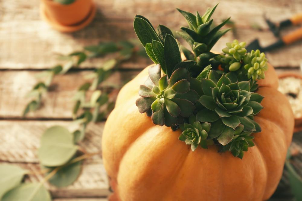 Pumpkin Succulent Arrangement