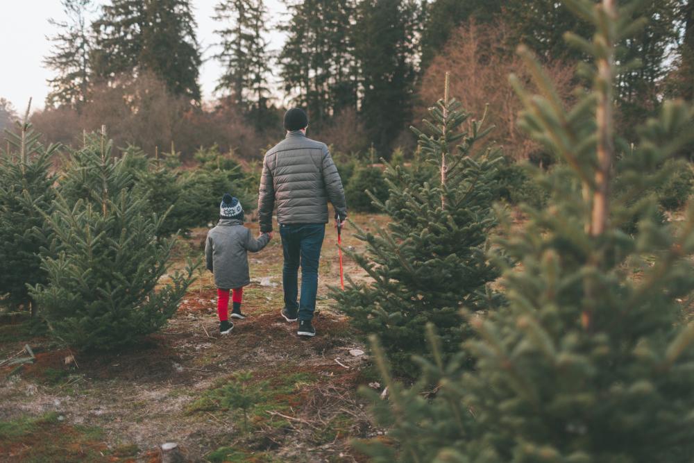Father and son at Christmas tree farm
