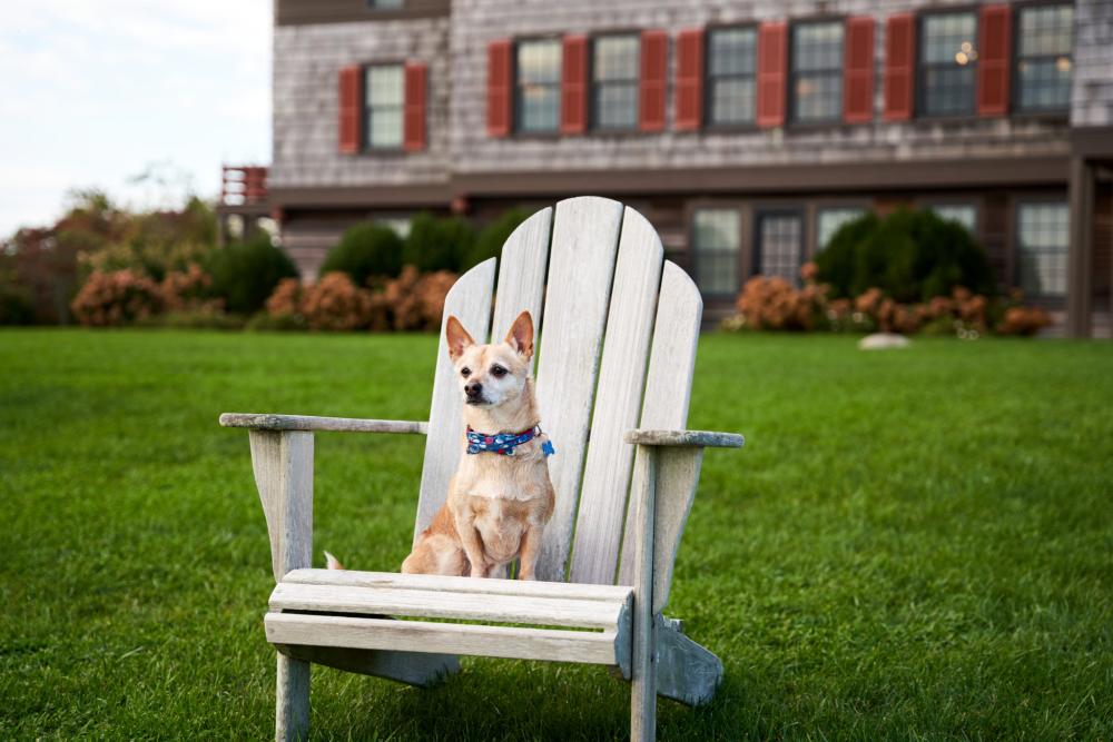 Weekapaug Dog Chair