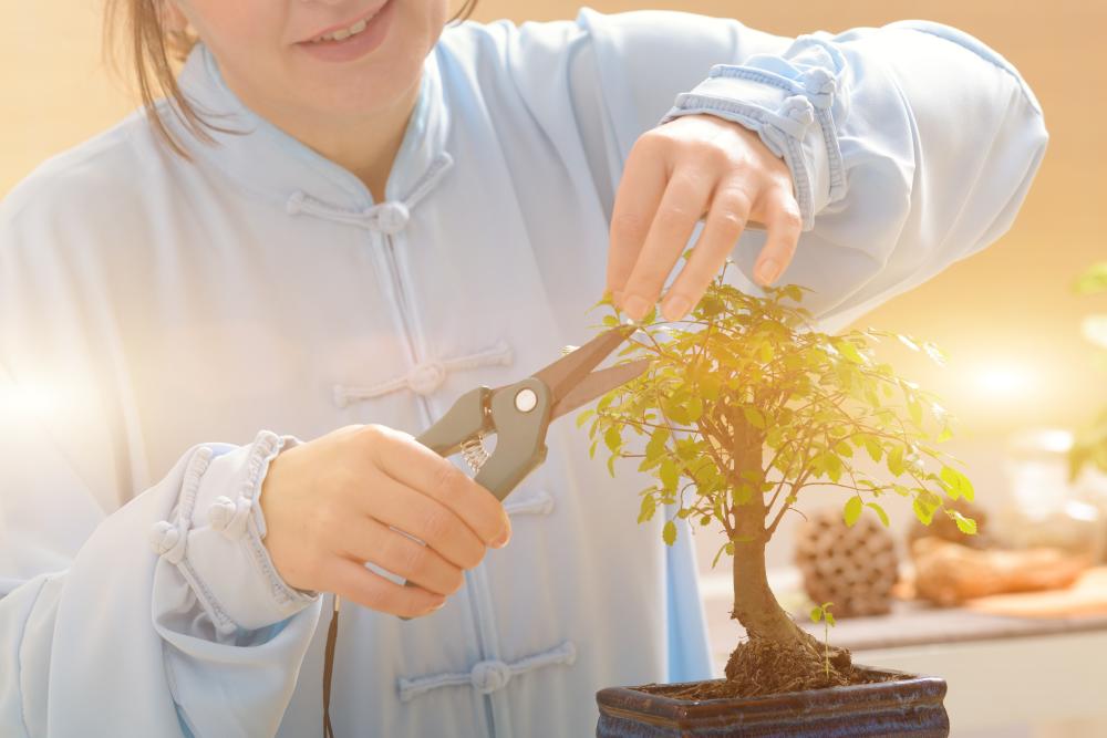 Bonsai
