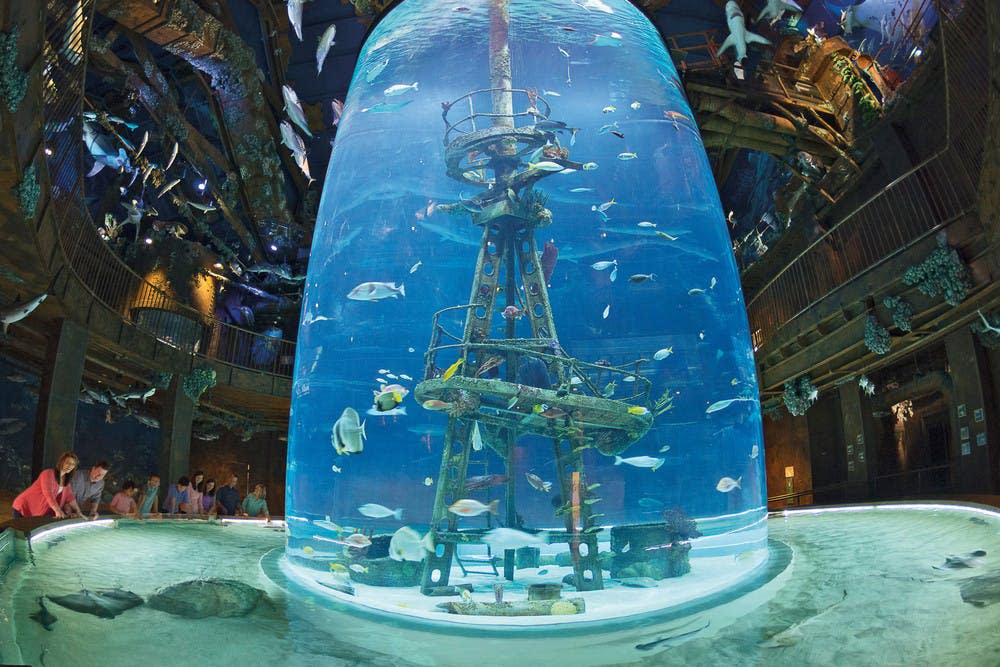 Wonders of Wildlife Shipwreck Aquarium