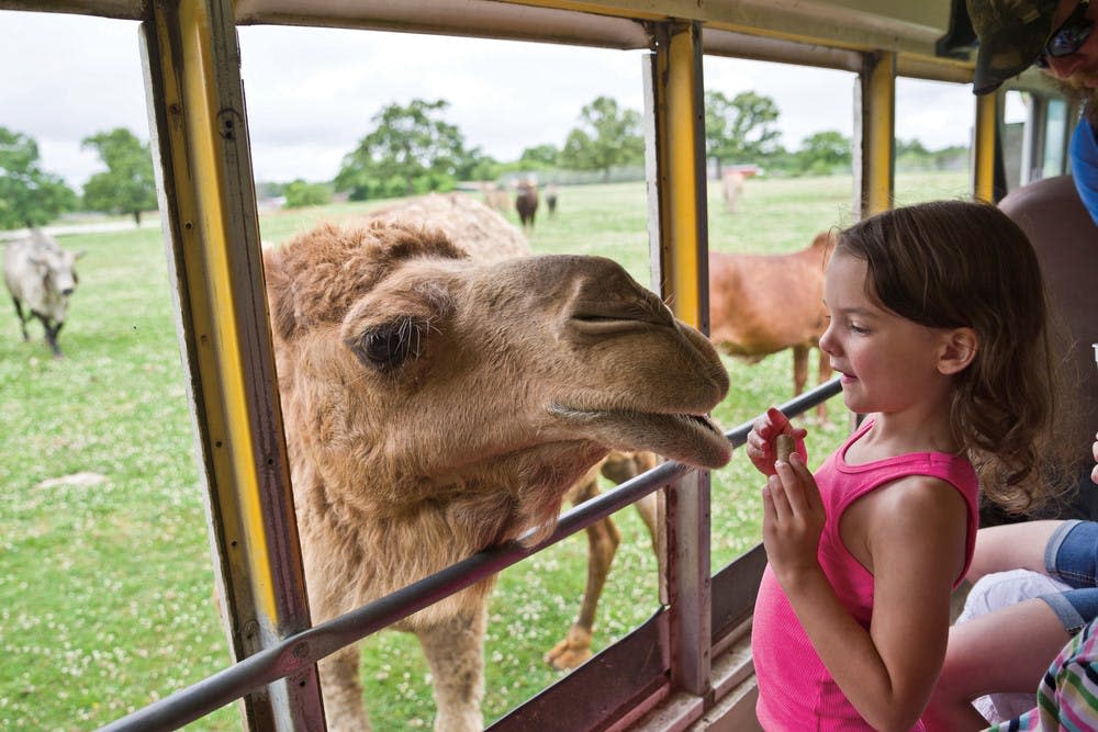 wild animal safari hours