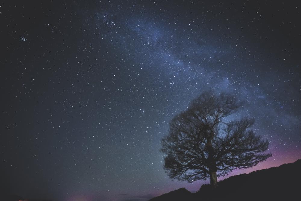 Silhouette of a tree against the starlit night skies in Sussex
