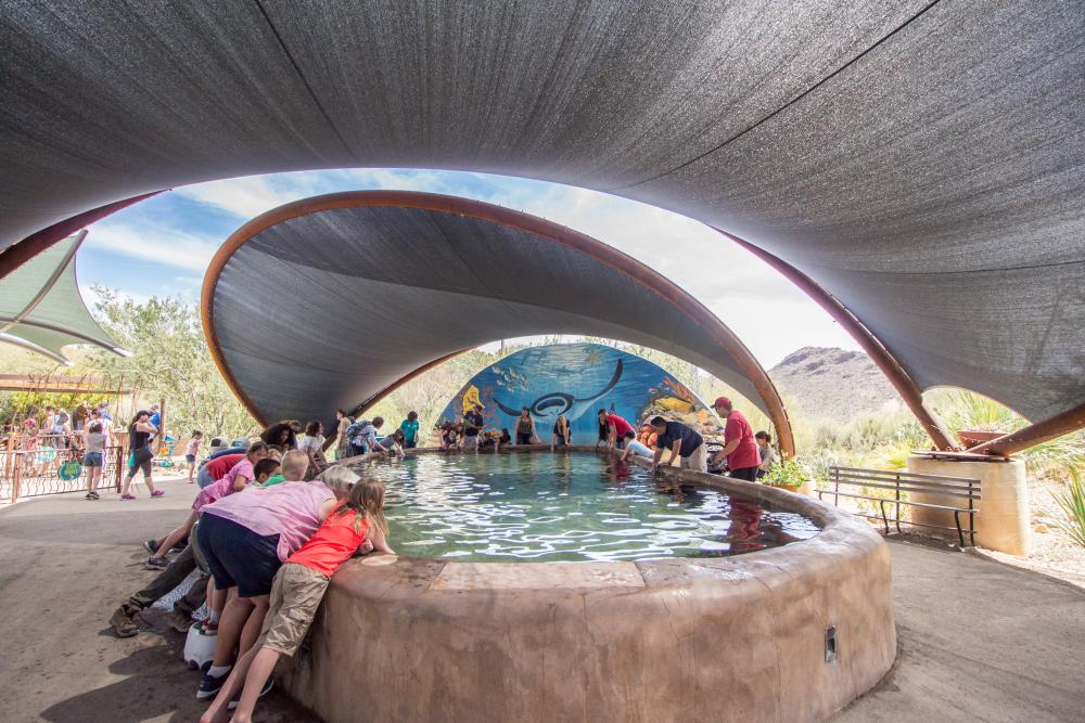 Stingray Touch Exhibit at the Arizona Sonora Desert Museum