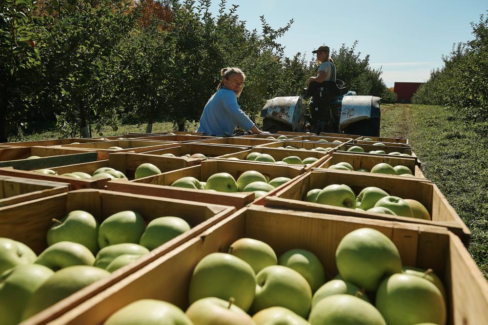 Harvesting Apples