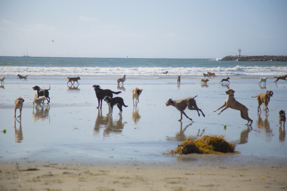 San Diego Original Dogs Beach