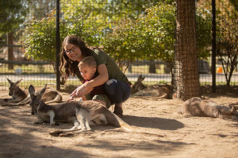 Petting Kangaroos at Tanganyika Wildlife Park