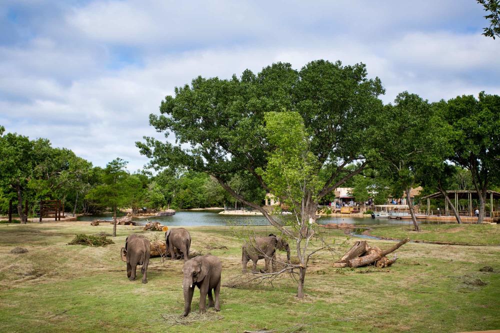 Elephants at the Sedgwick County Zoo