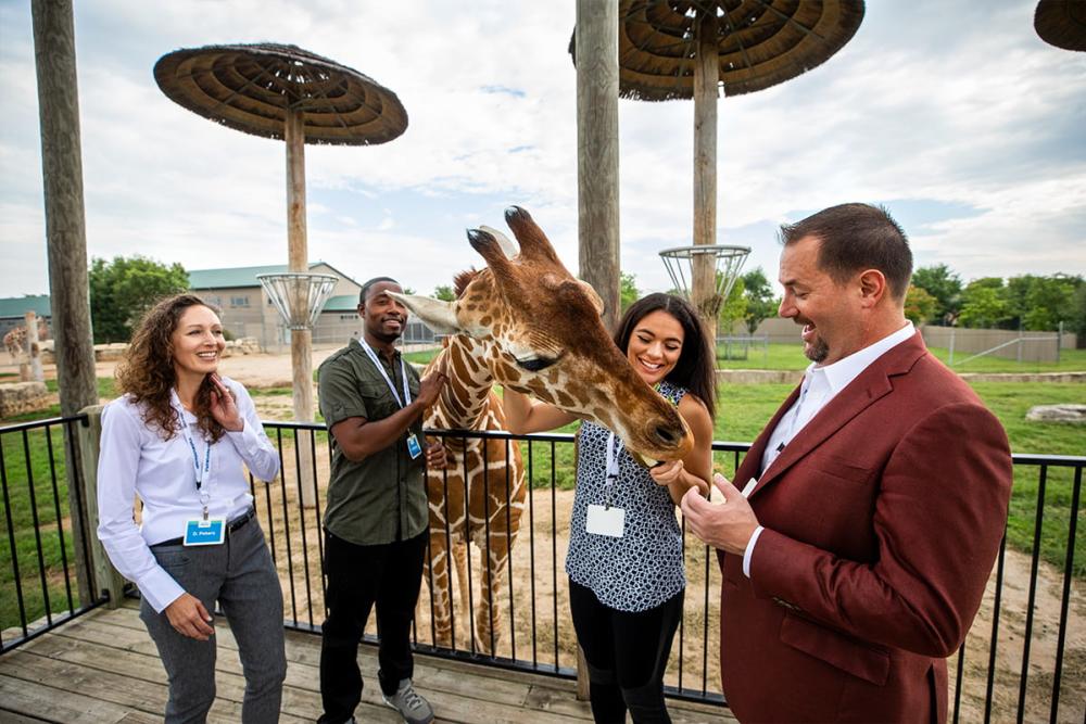 Tanganyika Group Giraffe Feeding group meetings