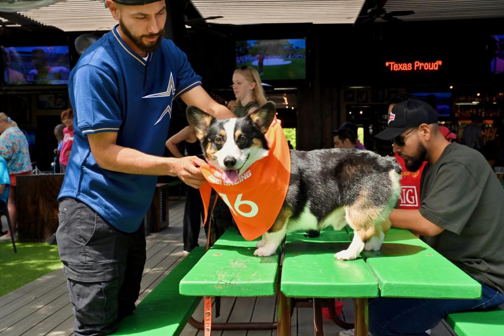 A man in a blue sports jersey ties an orange bandana around a tri-color corgi's neck. The corgi is standing on a picnic table at Kirby Ice House, preparing to compete in the Annual Corgi Races.
