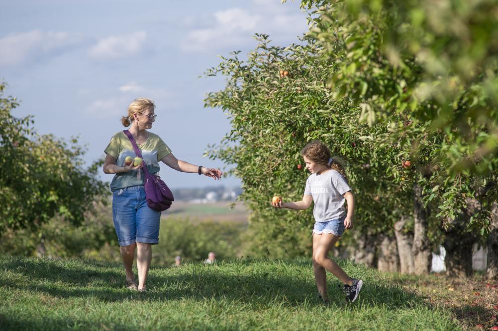 Orchards Fall