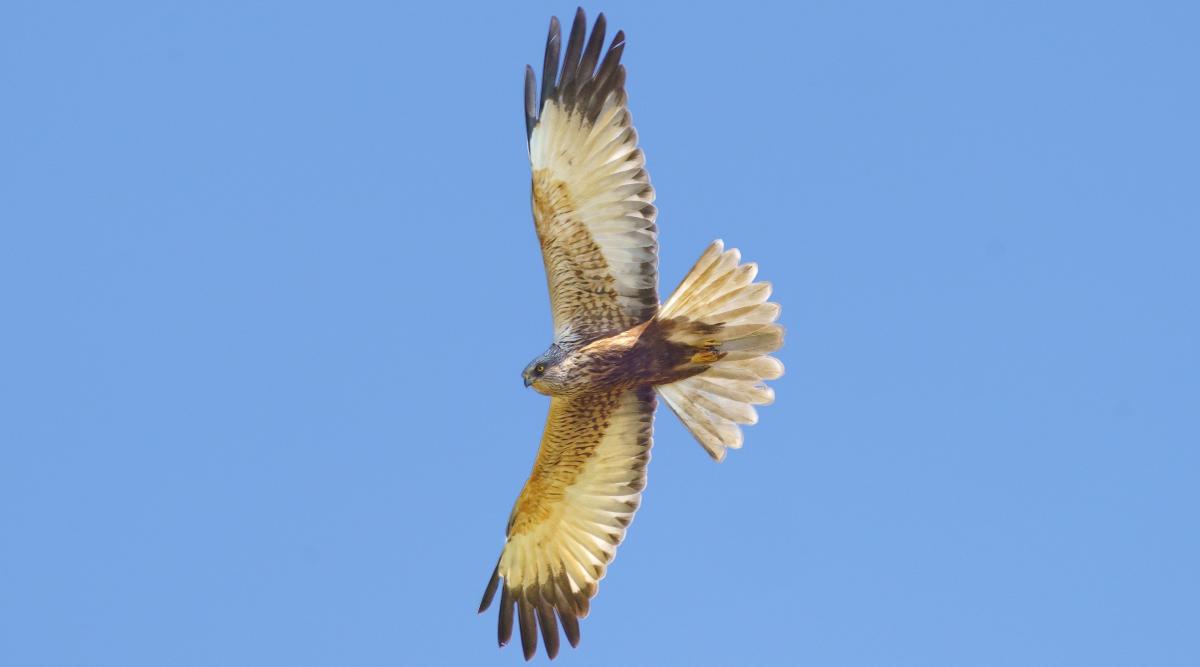 Marsh Harrier bird of prey in the UK