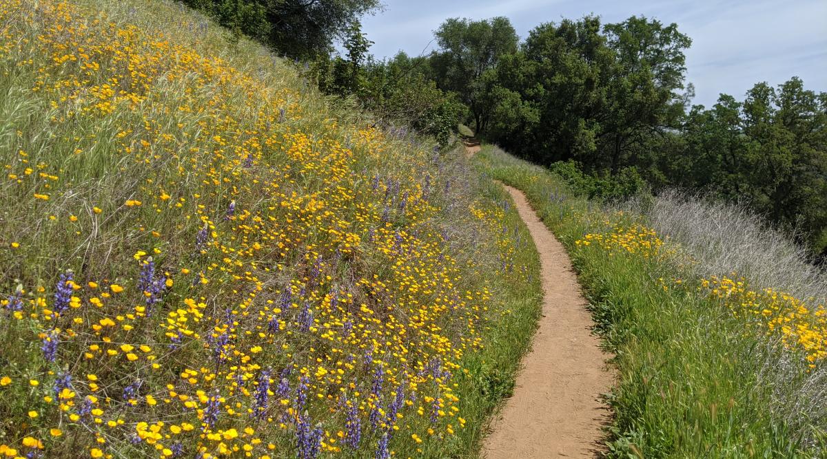 hiking trail with wildflowers along the side