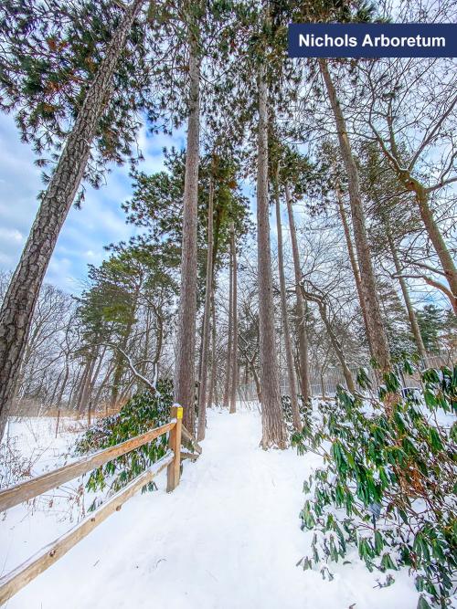 Nichols Arboretum in the winter, Ann Arbor, MI