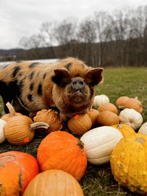 Pig and Pumpkins