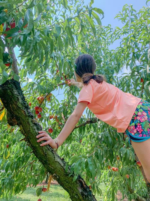 SoIN Fun Trail Carrie Huber's Peaches