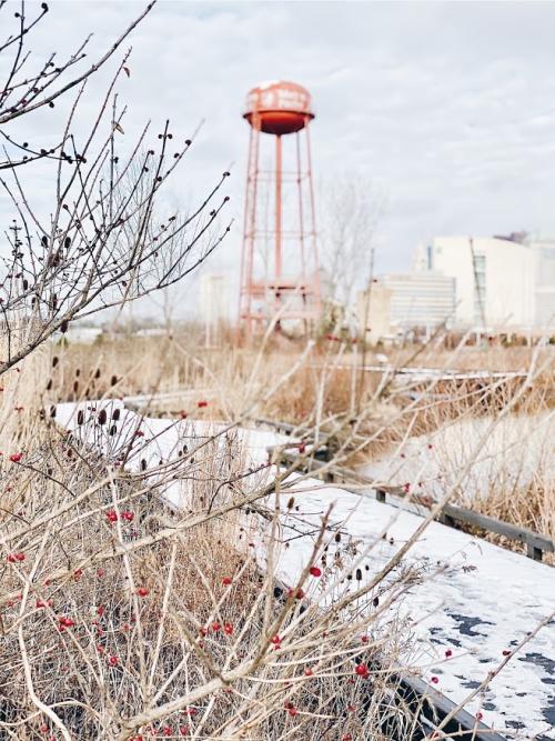 View through berry-covered trees of sprawling parkland and water tower at the Scioto Audubon Metro Park