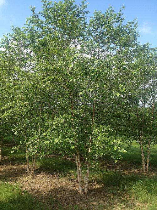 River Birch (Betula nigra)