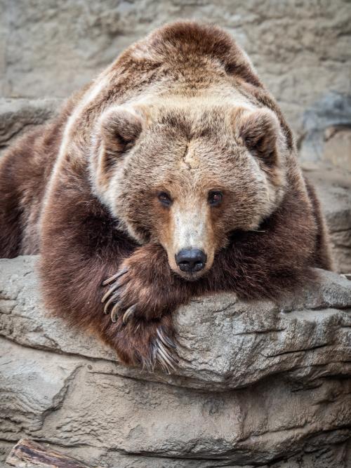 Grizzly Bears at the Central Park Zoo