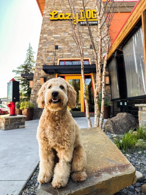 Lazy Dog Dog in front
